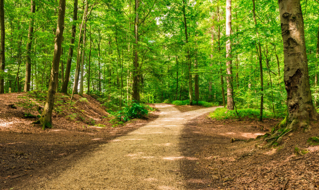 Forked roads right and left in green forest